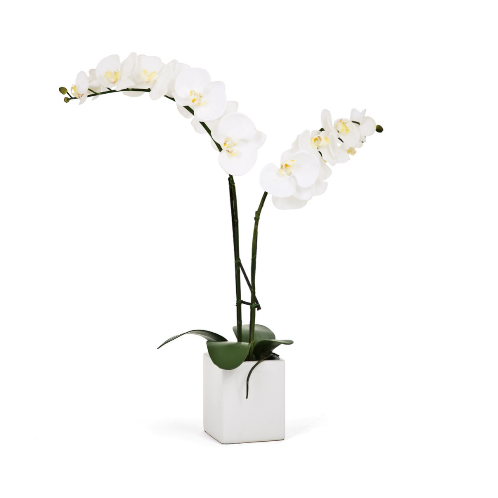 ORCHID POTTED DOUBLE STEM
