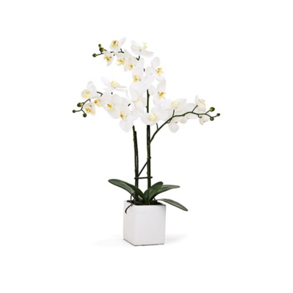 ORCHID POTTED TRIPLE STEM