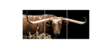 BROWN AND WHITE LONGHORN